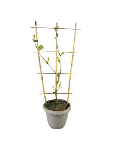 Glicine Prolific in Vaso Ø22 H70 cm –...