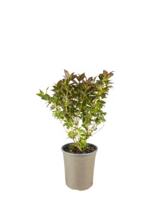 Weigelia Nana Purpurea in...