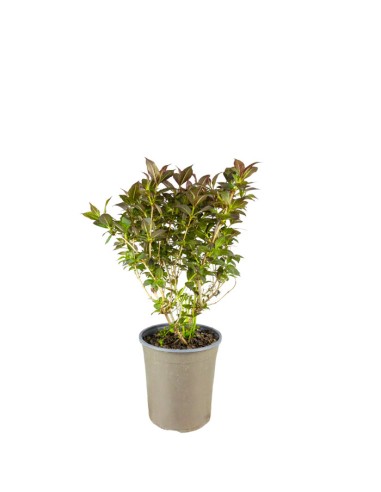 Weigelia Nana Purpurea in Vaso Ø18 –...