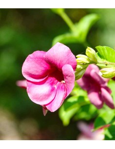 Weigelia Nana Purpurea in... 2