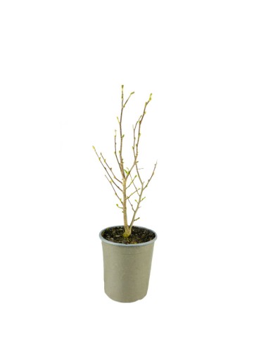 Magnolia stellata in Vaso Ø18 cm –...