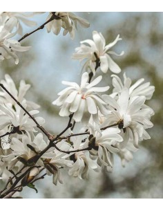Magnolia stellata in Vaso... 2