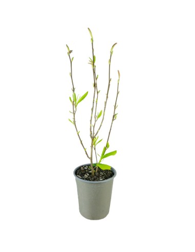Magnolia soulangeana in Vaso Ø18 cm –...