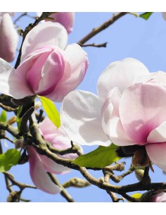 Magnolia soulangeana in... 2