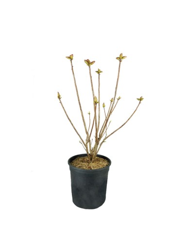 Azalea mollis in Vaso Ø18 H60 cm –...