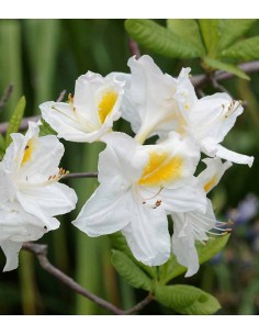 Azalea mollis in Vaso Ø18... 2