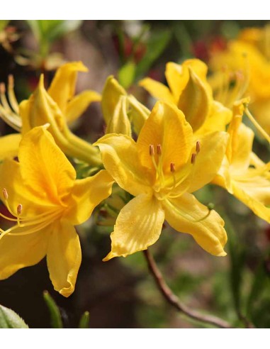 Azalea mollis in Vaso Ø18 H60 cm –...