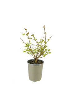 Lagerstroemia indica Acoma...