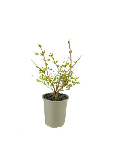 Lagerstroemia indica Acoma – Vaso Ø18...