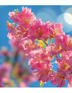 Lagerstroemia indica Acoma... 2