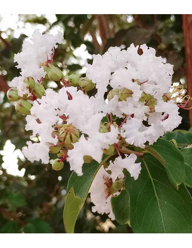 Lagerstroemia indica Acoma – Vaso Ø18...