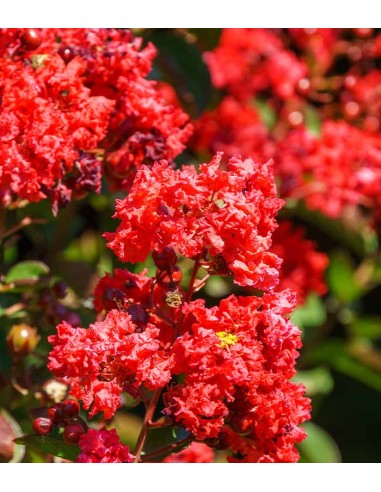 Lagerstroemia indica Acoma – Vaso Ø18...