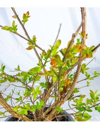 Lagerstroemia indica Acoma – Vaso Ø18...