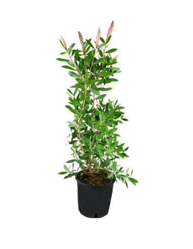 Callistemon laevis in Vaso Ø20 – H80 cm