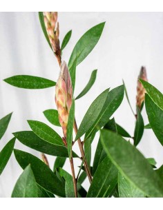 Callistemon laevis in Vaso... 2
