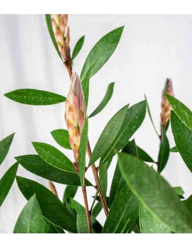 Callistemon laevis in Vaso Ø20 – H80 cm