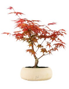 Acero Red Wine L