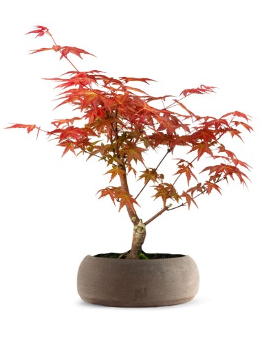 Acero Rosso L