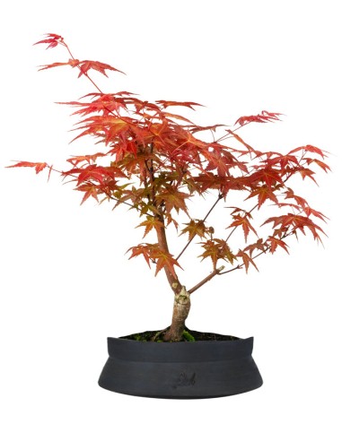 Acero Red Wine L