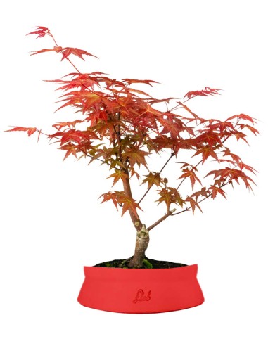 Acero Rosso L