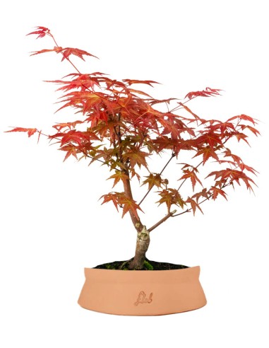 Acero Rosso L