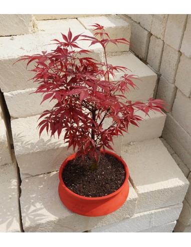 Acero Rosso L