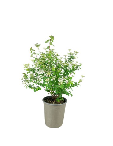 Spiraea x vanhouttei – Arbusto...
