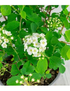 Spiraea x vanhouttei –... 2