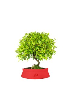 Sageretia Bonsai L
