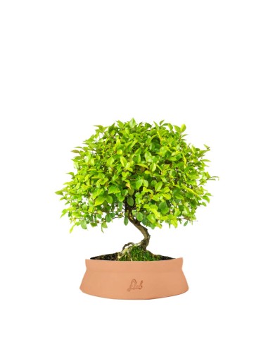 Sageretia Bonsai L