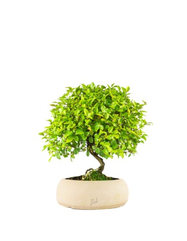 Sageretia Bonsai  
