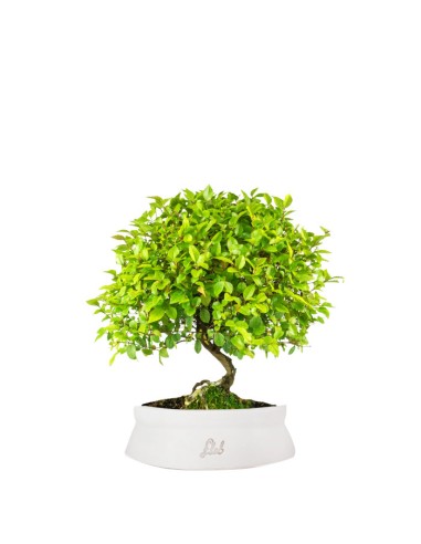 Sageretia Bonsai L