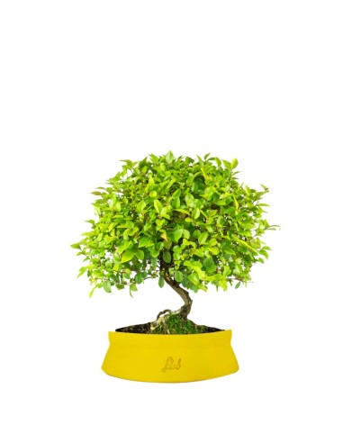 Sageretia Bonsai  