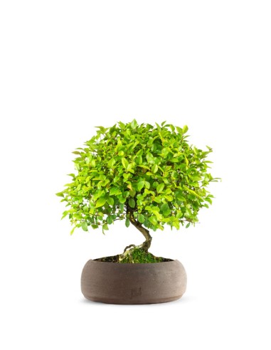 Sageretia Bonsai L