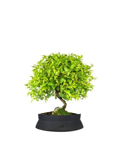 Sageretia Bonsai L