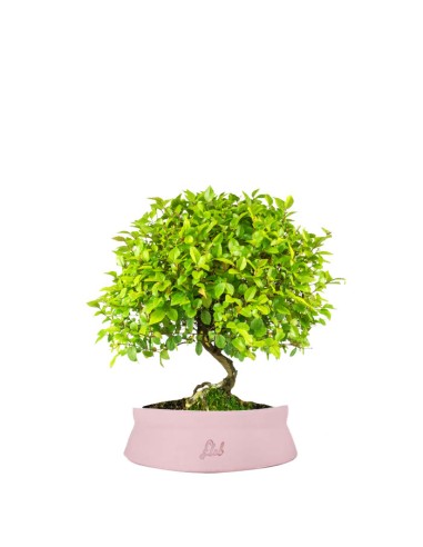 Sageretia Bonsai L