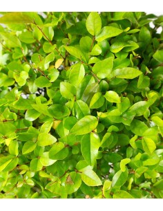 Sageretia Bonsai L 2