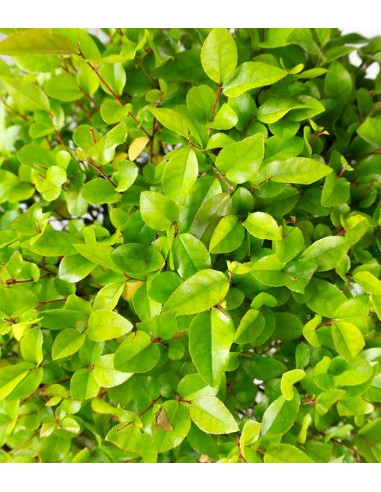 Sageretia Bonsai L