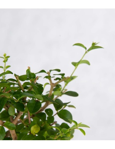 Sageretia Bonsai L