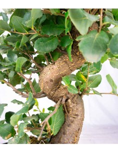 Quercia Sughera bonsai 14... 2