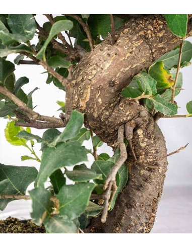 Quercia Sughera bonsai 14 anni |...