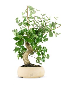 Bonsai Quercia Sughera 14...