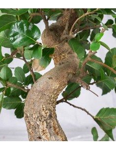 Bonsai Quercia Sughera 14... 2