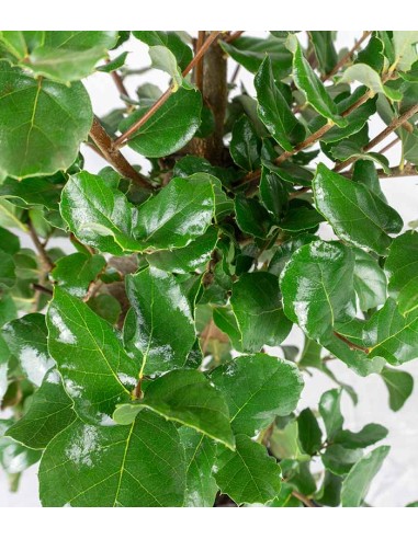 Quercia sughera bonsai 14 anni |...