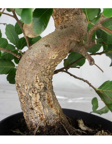 Quercia sughera bonsai 14 anni |...