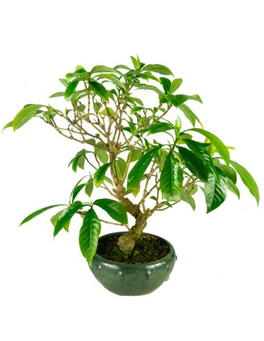 Gardenia Bonsai 17 anni – Vaso Ø15...