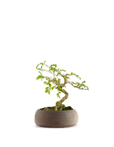 Bonsai Sesbania punicea – 14 anni –...