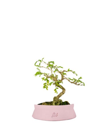 Bonsai Sesbania punicea – 14 anni –...