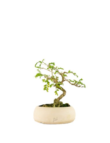 Bonsai Sesbania punicea – 14 anni –...