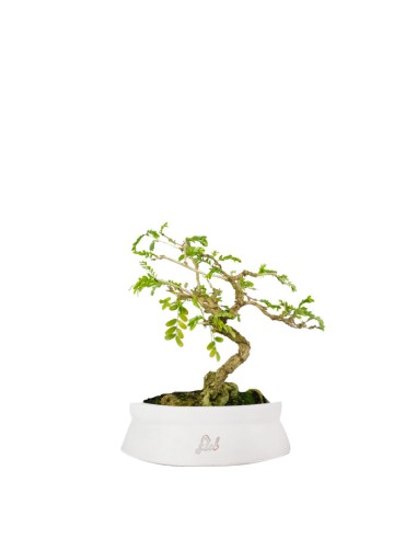 Bonsai Sesbania punicea – 14 anni –...